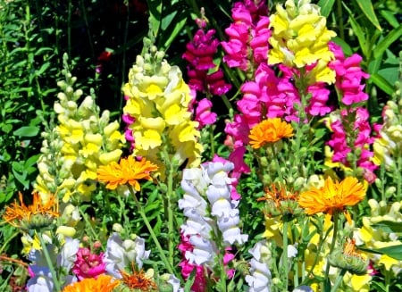 Snapdragons - nature, flowers, pretty, snapdragons