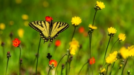 Wildflowers and Butterfly - butterfly, flowers, wildflowers, spring