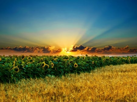 Sunflowers Field - sunflowers, sun, sunset, field, beams, ears, nature, evening, clouds