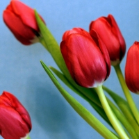 Spring Tulips