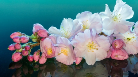 Spring Flowers - flowers, white, Spring, reflection, pink