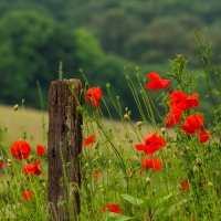 Poppy field