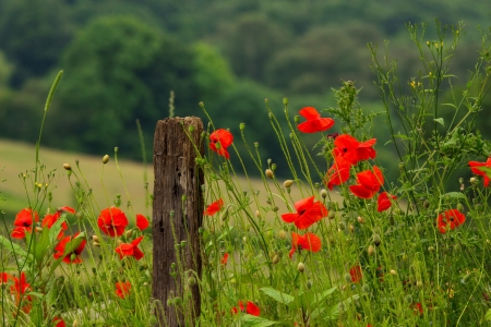 Poppy field