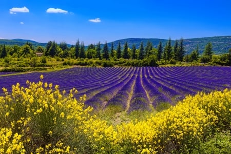 Summer field - sky, freshness, pretty, beautiful, field, lovely, lavender, wildflowers