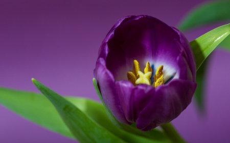 Big purple Tulip - leaves, green, purple, tulip