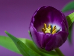 Big purple Tulip