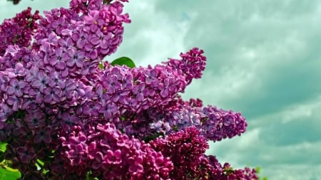 Feel the Smell :) - lilacs, sky, purple, clouds, flowers