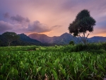 Hanalei National Wildlife Refuge, Kauai-Hawaii