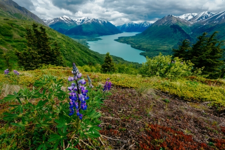 Slaughter Ridge, Cooper Landing, Alaska - lake, trees, landscape, plants, flower