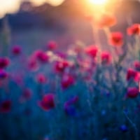 Poppy Field