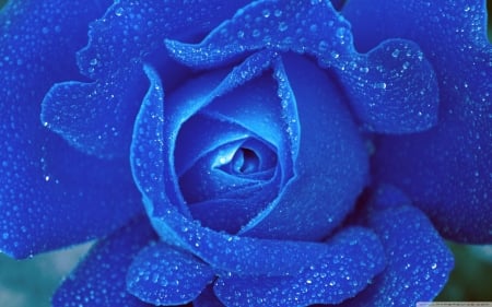 Freshness of a blue rose - blue, rose, flower, blue rose, drops