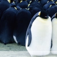 March Of The Penguins