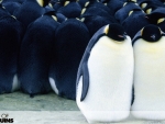 March Of The Penguins