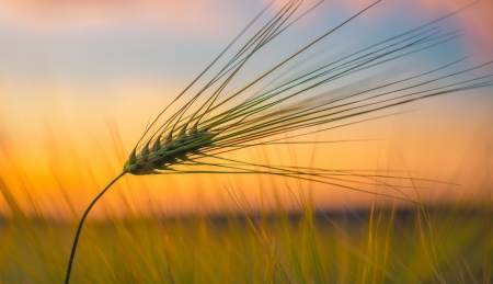 Lovely orange sky - nature, fields, sunset, beautiful