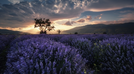 Purple Love - flower, nature, purple, amazing