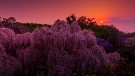 Sunset - evening, flowers, wisteria, sun