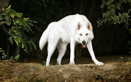 White dog - white, animal, dog, ground