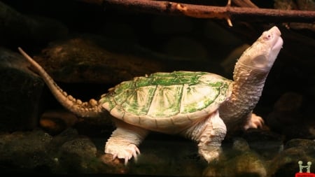 albino turtle - turtle, animal, albino, reptile