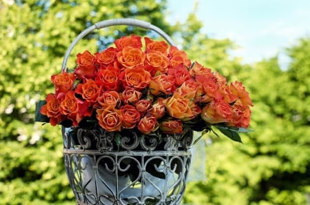 A Basket full of Roses! - roses, flowers, basket, nature