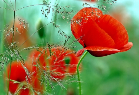 Beautiful Flowers! - nature, flowers, red, beautiful