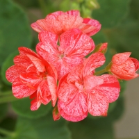 Geranium(Single New Life)