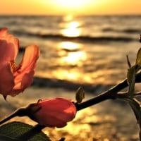 Apple Blossom Sunset