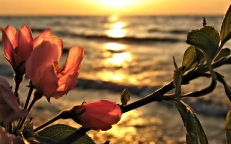 Apple Blossom Sunset - Sunset, Water, Nature, Flowers