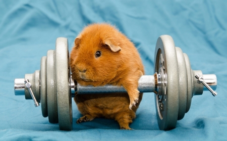 Too Heavy ! - sports, hamster, barbell, funny