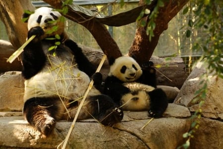 Watching the game - eating, cub, sitting, adult panda