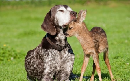 I Love You - affection, together, dog, fawn, grass