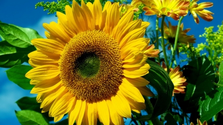 Sunflowers background - flowers, pretty, sunflowers, beautiful, macro, field, background, sky