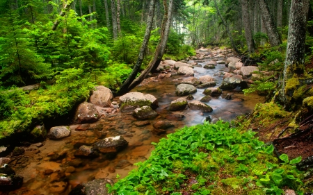 Forest stream - trees, stream, greenery, summer, brook, creek, forest, beautiful, stones