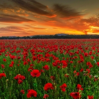 Poppy field at sunset