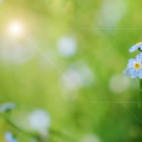 Blue Flower Morning