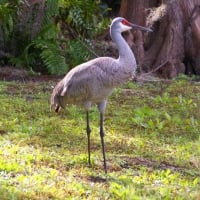 Sand Crane 