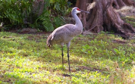 Sand Crane  - bird, sand crane, avian, beautiful, photography, photo, wide screen, animal, wildlife