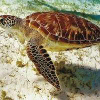 Sea Turtle Beneath the Ocean