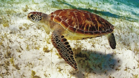 Sea Turtle Beneath the Ocean - beautiful, photography, sea, ocean, photo, wide screen, nature, sea turtle, seascape, wildlife