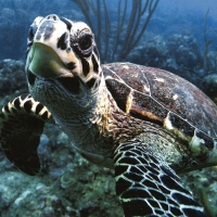 Sea Turtle Up Close