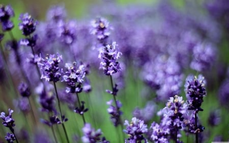 Lavender ...for you - nature, purple, spa, flowers, field, lavender