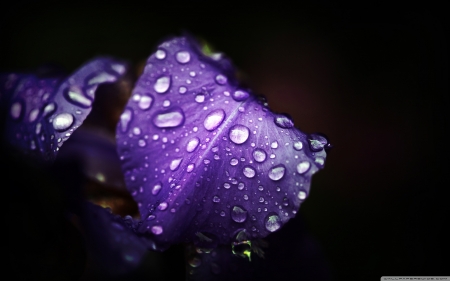 Purple drops - drops, flower, purple, iris