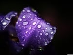 Purple drops