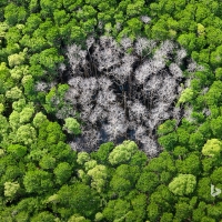 Rainforest trees burnt by lightning in Daintree National Park Far North Queensland Australia