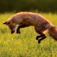 Red Fox hunting on Prince Edward Island Canada