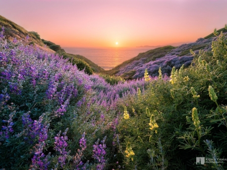 Sea Sunset - nature, hills, sun, flowers, sunset, mountains