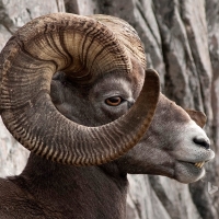 Big Horned Sheep