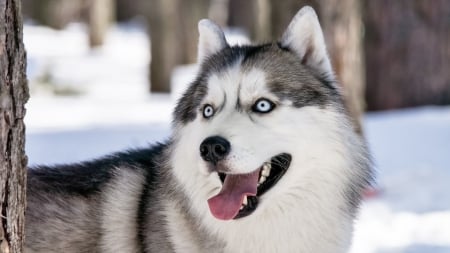 husky - husky, tree, canine, dog