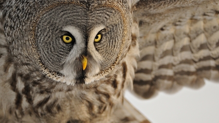 owl - owl, bird, face, wing