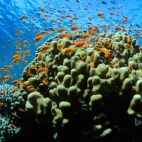 Scalefin anthias in the Red Sea at Ras Mohammed National Park in Egypt