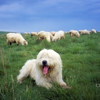 Sheepdog guards a flock of sheep in the Tatra Mountains Poland